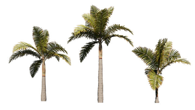 palm tree isolated on white