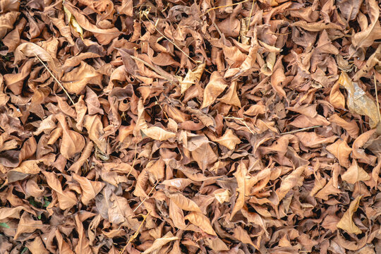 Close-up of dry fallen leaves in various brown tones, creating a dense natural texture with overlapping shapes and curled surfaces.