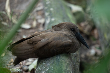 Hamerkop (Scopus umbretta) in Captivity — Close-Up Profile Portrait of African Bird with Distinctive Hammer-Shaped Crest © Matthew Bydalek