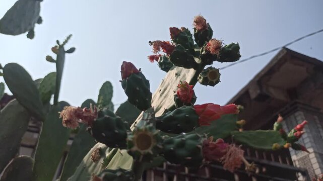 Nopalea cochenillifera cactus developing reddish flower or fruit buds on flat, fleshy green pads, showcasing natural growth, botanical details, and drought-tolerant plant characteristics.