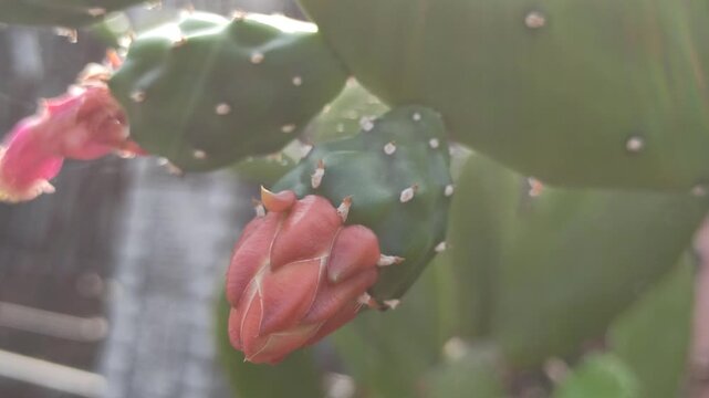 Nopalea cochenillifera cactus developing reddish flower or fruit buds on flat, fleshy green pads, showcasing natural growth, botanical details, and drought-tolerant plant characteristics.