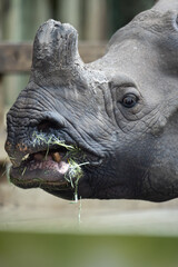 Greater One-Horned Rhinoceros (Rhinoceros unicornis) in Captivity — Close-Up Portrait of Endangered Rhino Feeding with Deeply Textured Hide © Matthew Bydalek