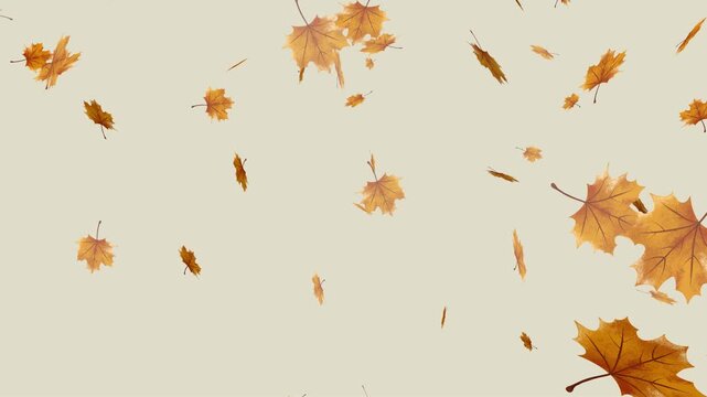 autumn leaves falling and floating naturally against a soft beige background. 4k falling orange leaf animation with alpha channel