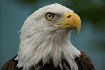 Fototapeta premium Bald Eagle (Haliaeetus leucocephalus) Intense Close-Up Portrait — Direct Gaze of Iconic American Raptor with Sharp Beak Detail