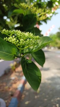 Delicate Premna serratifolia flowers blooming in clusters, showcasing tiny blossoms, natural details, and the botanical beauty of this tropical flowering plant.