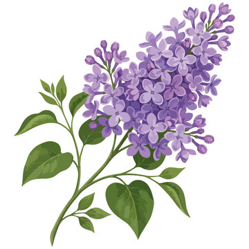 Lilac Flower Branch with Green Leaves Vector Illustration