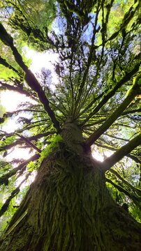 Vertical low angle shot of sunlight filtering through the dense, moss covered upper limbs of a tall conifer tree near Cascada de la Burbuja Mexico