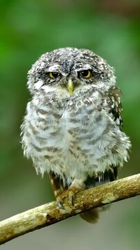 Cute Spotted Owlet Perched on a Branch in the Forest