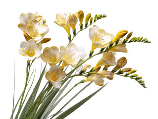 Obraz premium A close-up view of blooming freesia flowers in soft yellow and white hues, showcasing their delicate petals and buds against a clean white background