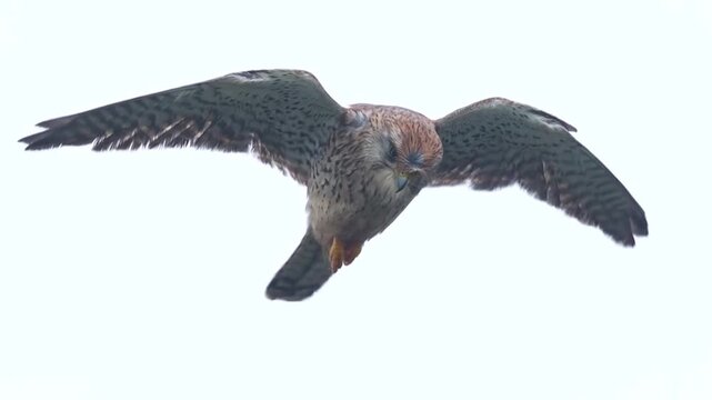 Common Kestrel Hovering in Flight