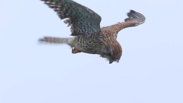 A wild kestrel bird of prey in flight
