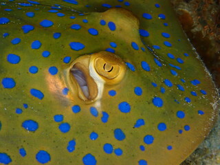 Bluespotted Ribbontail Ray Close Up © Andrea