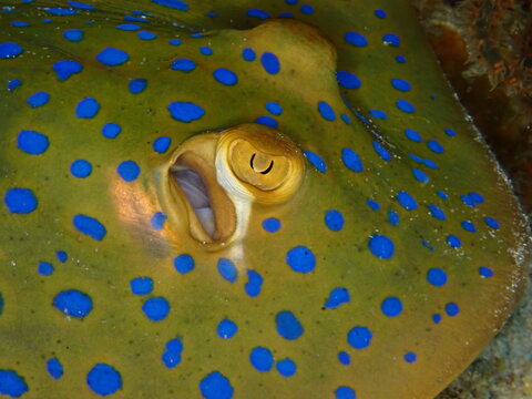 Bluespotted Ribbontail Ray Close Up