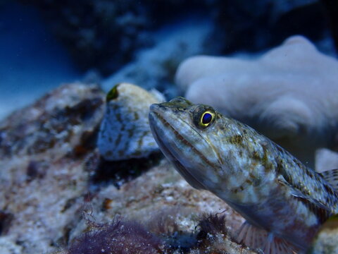 Variegated Lizardfish Underwater Portrait