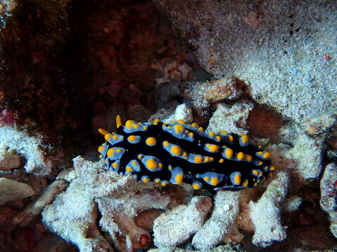 Variable Phyllidia Nudibranch on Coral Reef