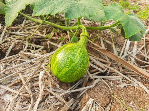 Small green pumpkin grows on a vine in a garden covered with dried straw mulch under natural bright daylight sunlight.