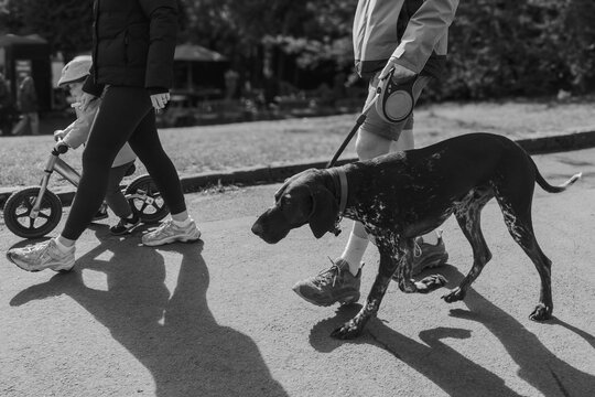 Pointer dog walking beside parents and child, capturing family life, exercise and outdoor companionship, Harrogate, Yorkshire, UK.