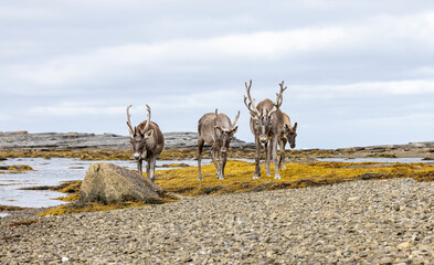 Woodland caribou crossing a bay in NL, Canada.  © Brittany
