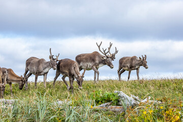 Woodland caribou herd, NL, Canada.  © Brittany