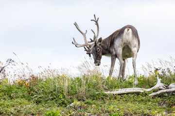 Woodland caribou in NL, Canada.  © Brittany