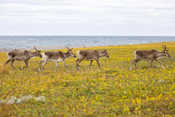 Woodland caribou herd, NL, Canada.  © Brittany