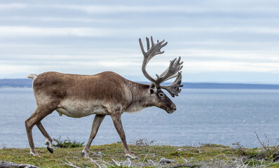 Bull caribou, NL, Canada.  © Brittany