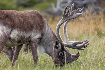 Bull woodland caribou, NL, Canada.  © Brittany