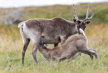 Woodland caribou cow nursing her calf, NL, Canada.  © Brittany