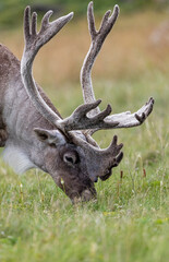Bull woodland caribou, NL, Canada.  © Brittany