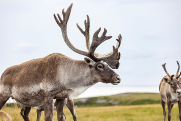 Bull woodland caribou, NL, Canada.  © Brittany