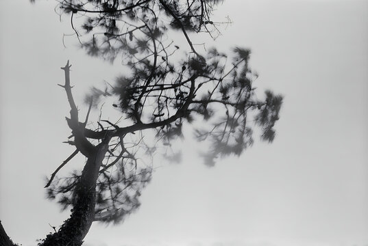 Black and white pine tree silhouette fog mist minimal zen Japanese ink painting style fine art