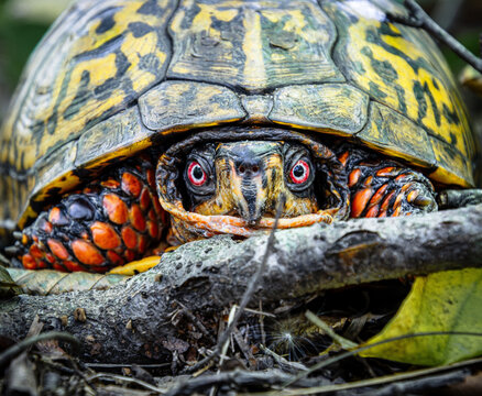 eastern box turtle tortoise terrestrial face red white eyes carapace plastron closeup beak scales details front view