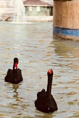 Two graceful black swans swimming in a tranquil park pond with a fountain in the background © Waqas