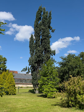 Tall columnar Lombardy poplar or Populus nigra Italica
