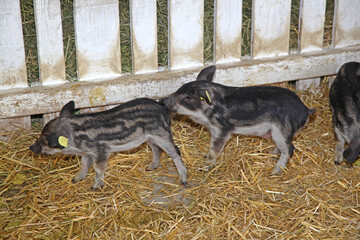 Two Small Newborn Black Mangalitsa Piglets in Enclosure at Animal Farm © markobe