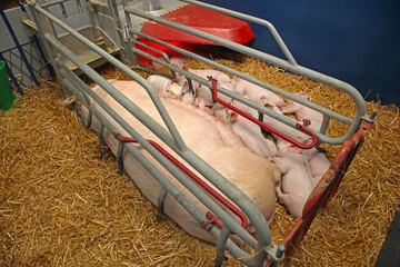 Piglets Suckling Sow in Farrowing Crate Modern Pig Farm Equipment © markobe