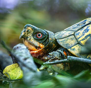 eastern box turtle tortoise terrestrial portrait profile closeup motion blur