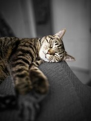 cat on the couch © Karri