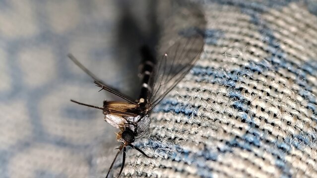 Macro shot of dead mosquito