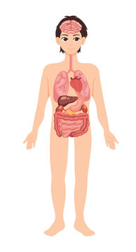 Illustration of the human male body with visible internal organs, including the brain, lungs, heart, liver, stomach, kidneys, and intestines 