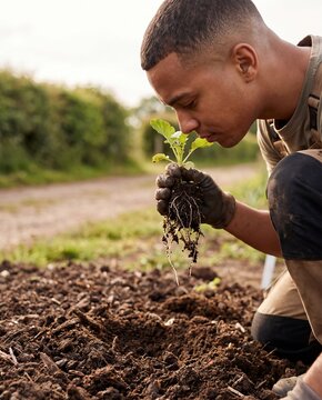 Farm worker holds seedling with soil and roots