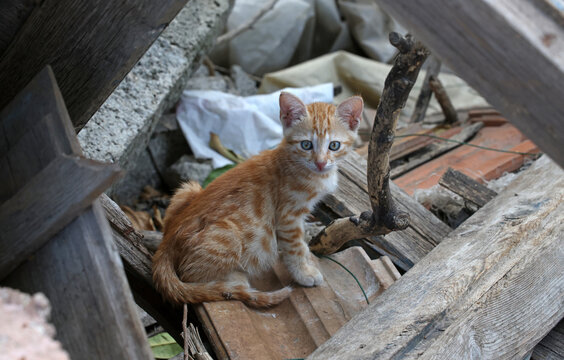 cute kitten between the fences