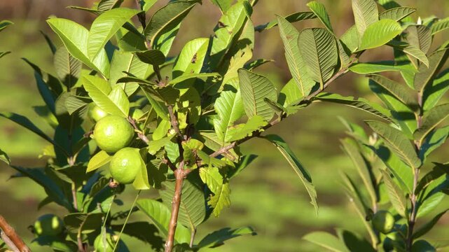 Unripe green guavas on a tree branch swaying in gentle breeze, showcasing nature's vibrant growth.