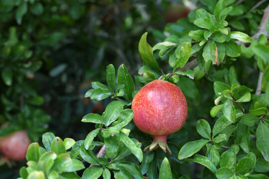ripe pomegranate on tree branch