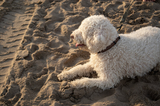 Cane di razza Lagotto Romagnolo dal pelo bianco e riccio sdraiato sulla sabbia della spiaggia al tramonto, ritratto di un cane da acqua con la lingua fuori in un momento di relax estivo