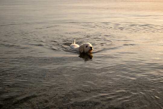 Cane di razza Lagotto Romagnolo bianco che nuota nell'acqua calma del lago del Parco del Gelso a Bellaria Igea Marina durante un tramonto autunnale con la linea della costa sullo sfondo