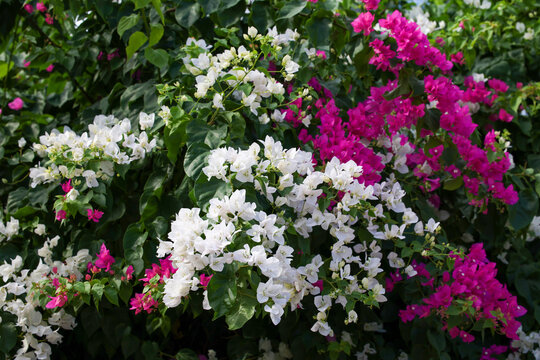 red and white flowers in the garden