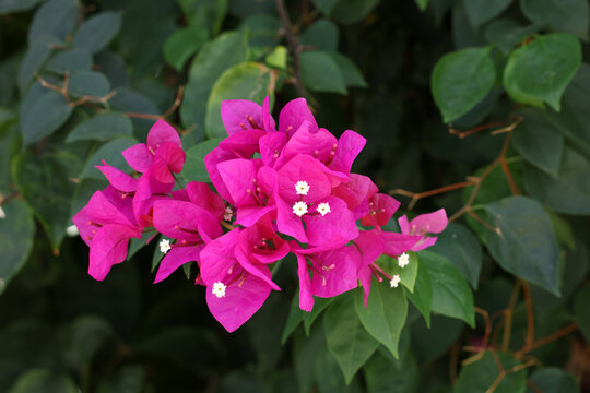 pink flowers in the garden