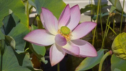 Pink sacred lotus flower blooming in a bright pond surrounded by green pads © hecos