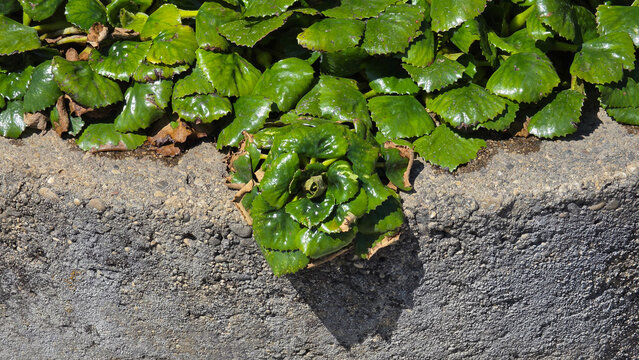 Glossy green heartleaf bergenia foliage growing along textured concrete border wall